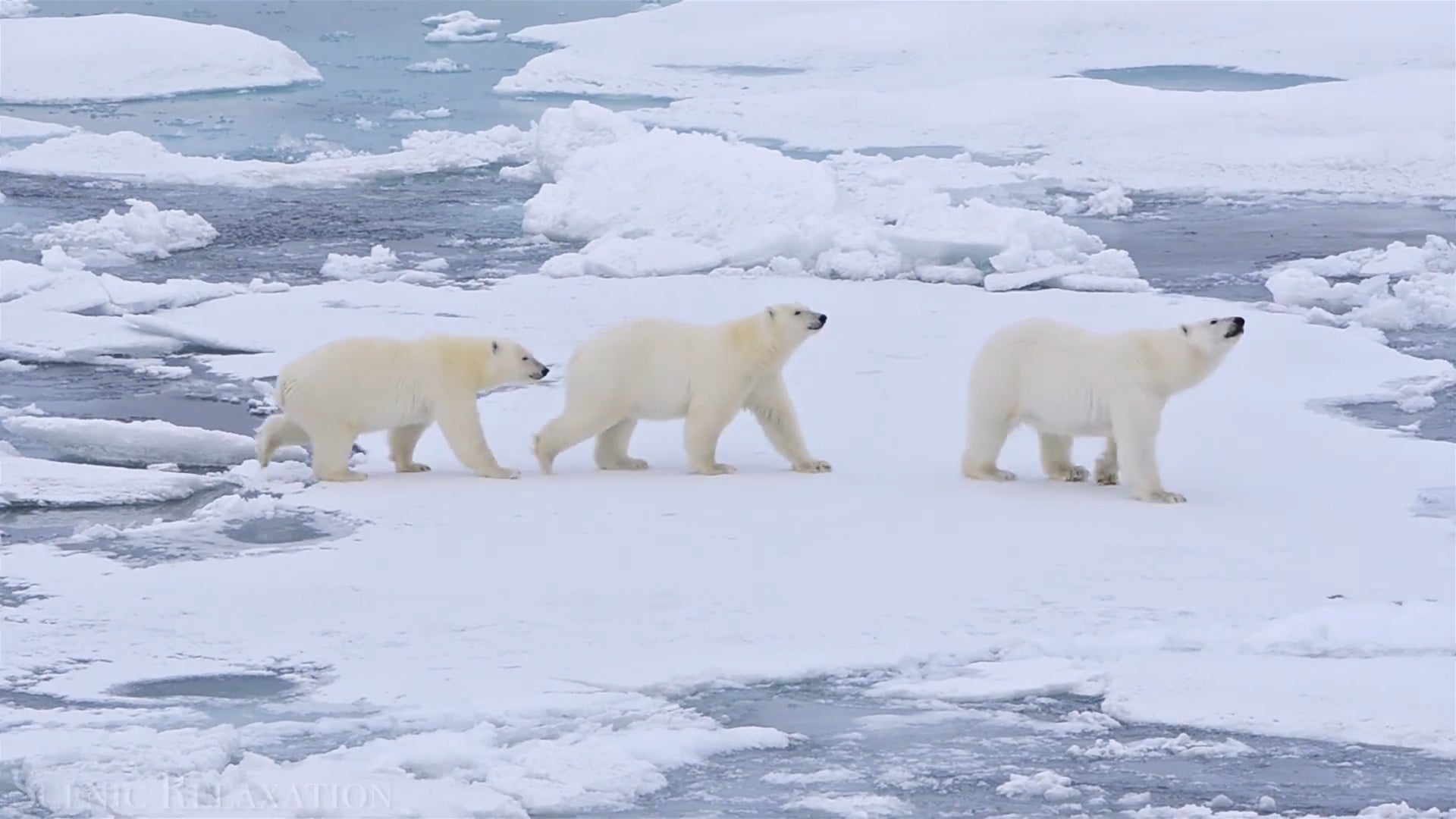 From Pole to Pole: Exploring the Untamed Beauty of the Arctic - 02